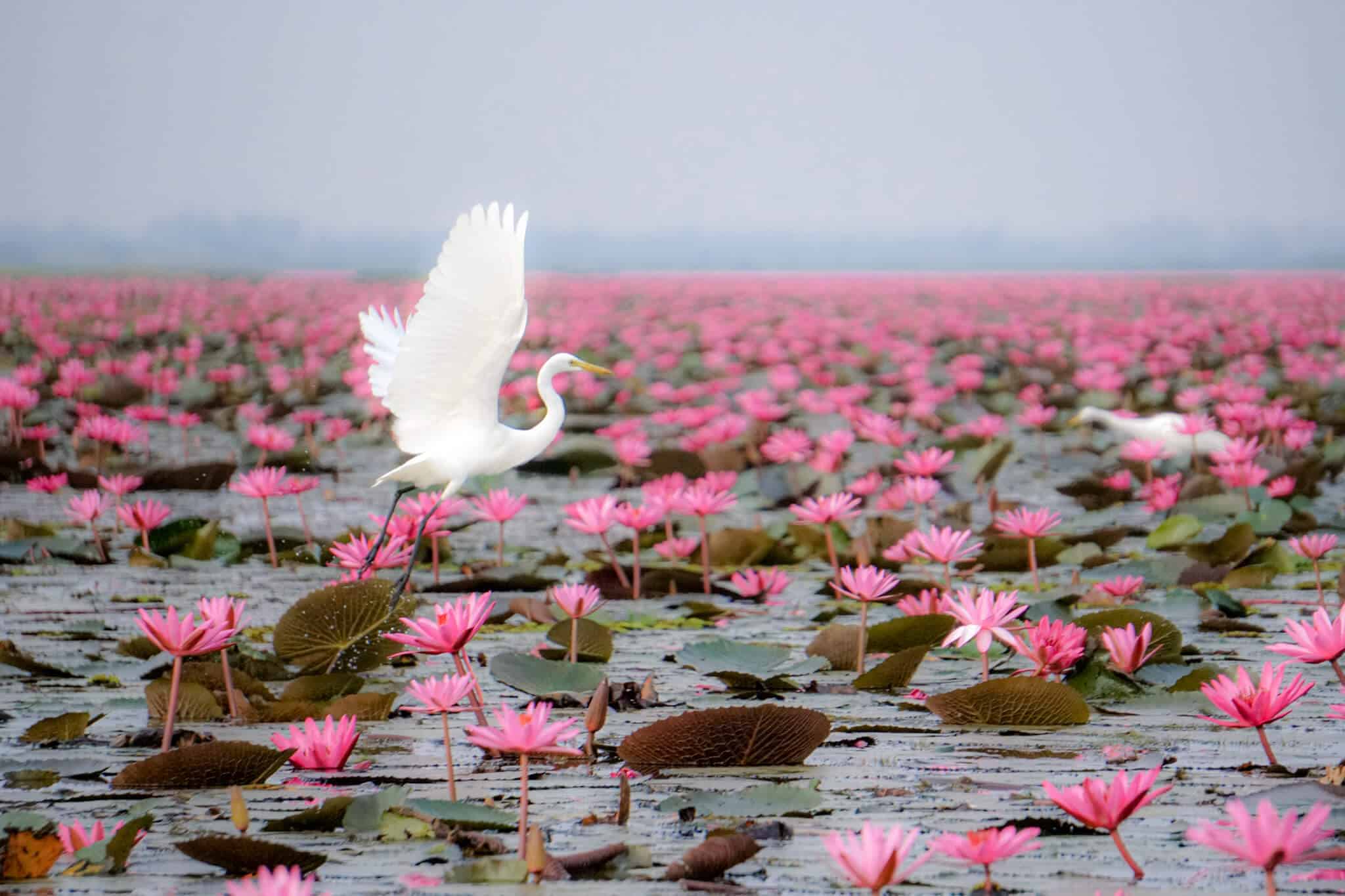 Reiher im Red Lotus Lake