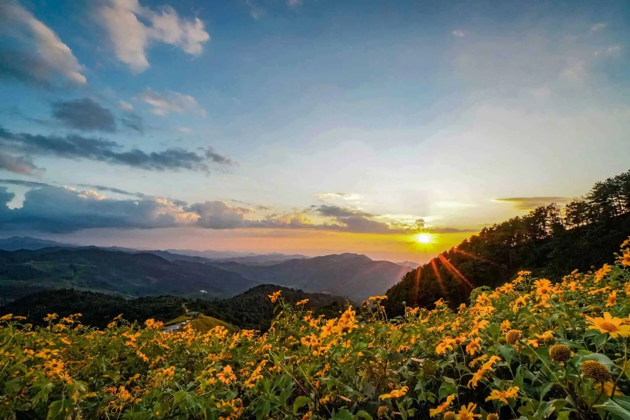 Die Sonnenblumen von Mae Hong Son