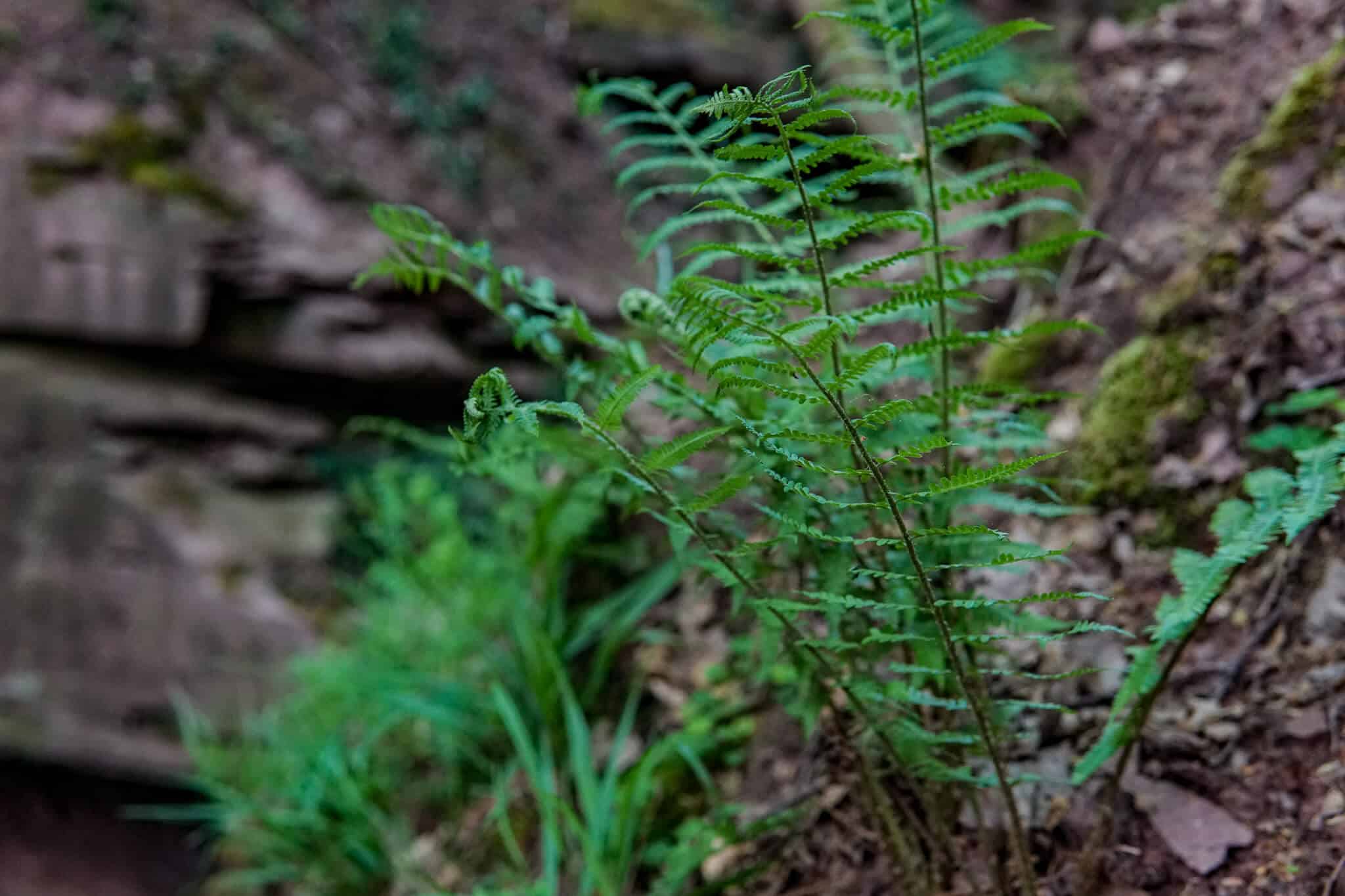 Farngewächs in der Margarethenschlucht