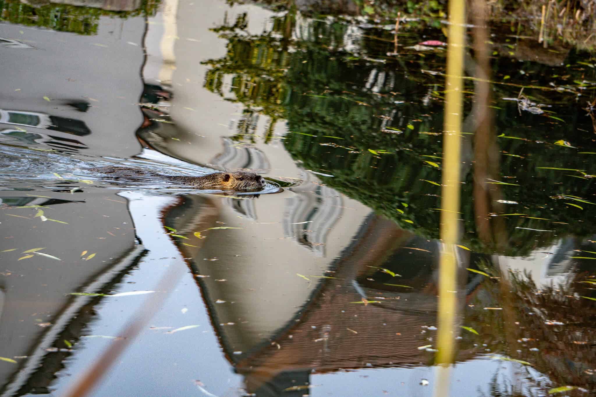 Nutria schwimmt