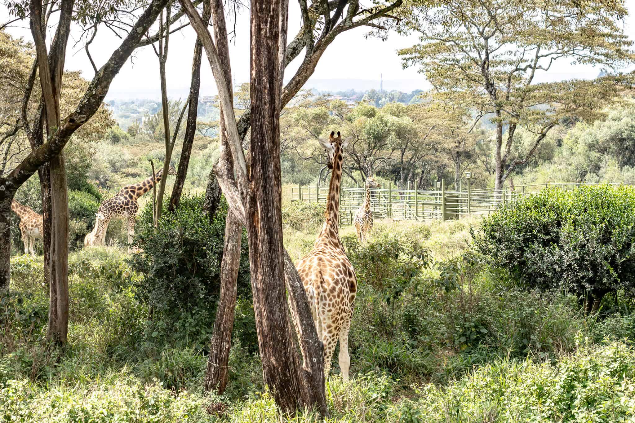 Im Giraffe Center in Nairobi