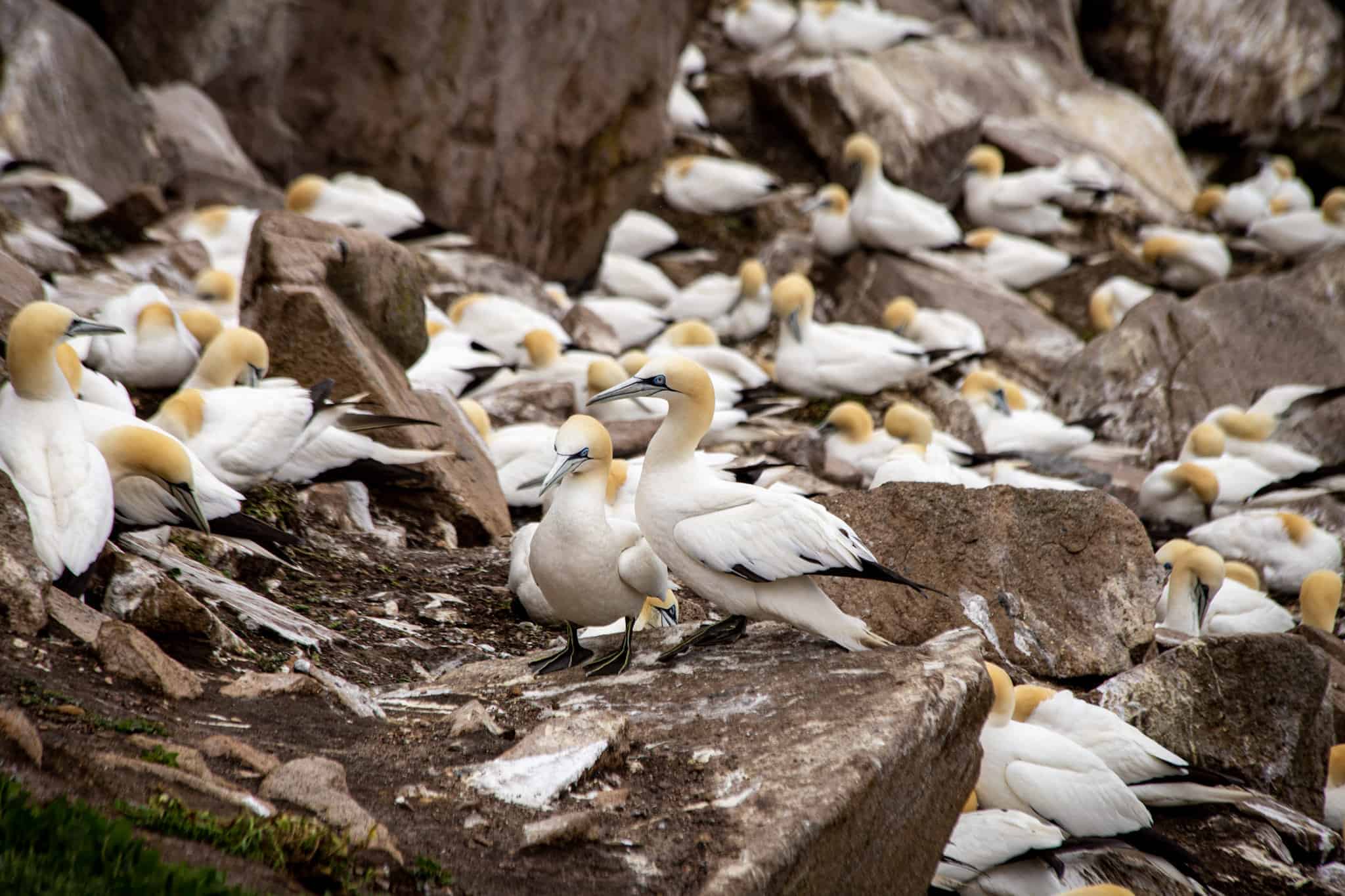 group of Gannets colony