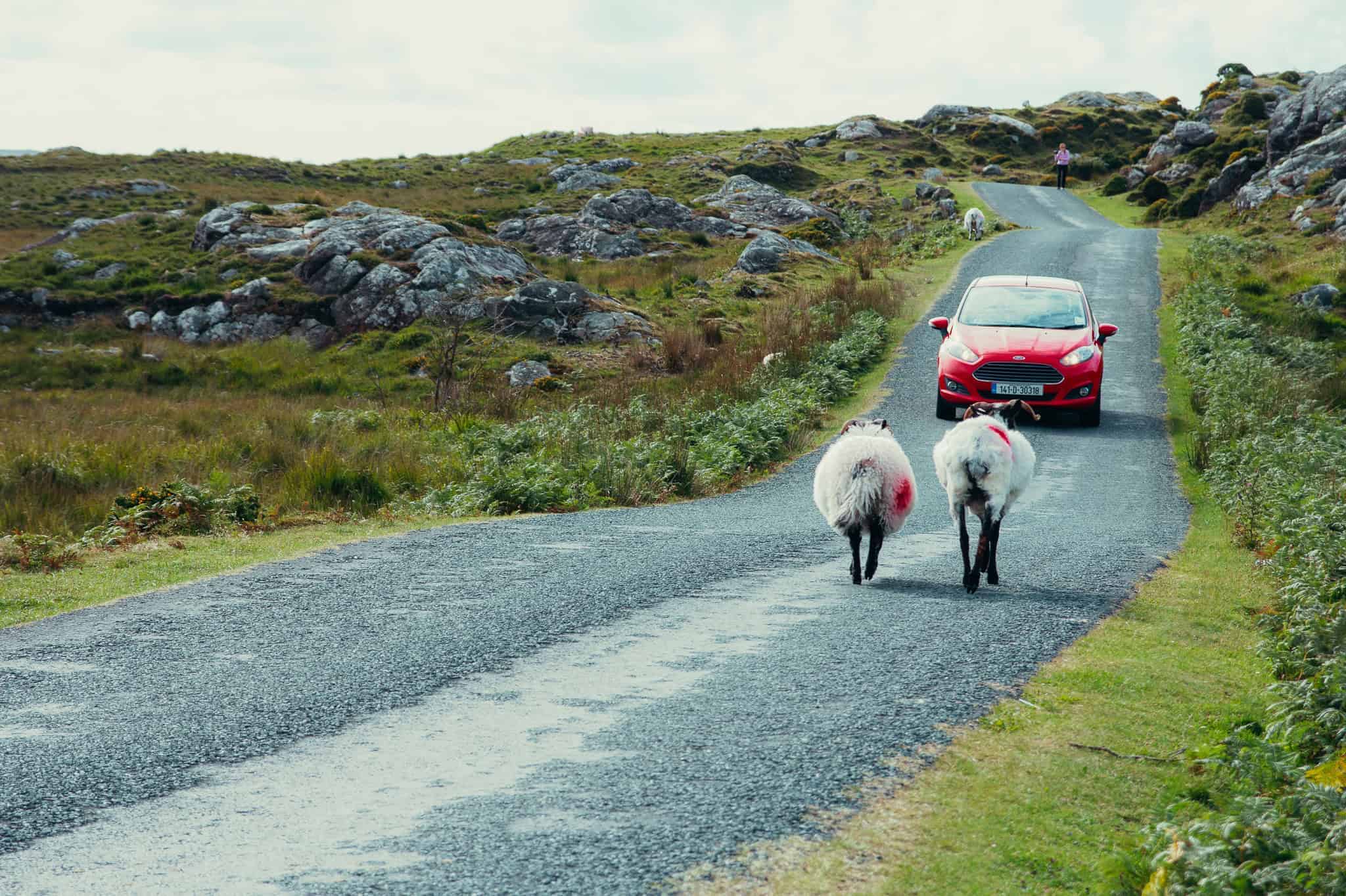 Two sheep walking along a narrow country road in Connemara, Ireland, with a red car approaching and rocky terrain on either side