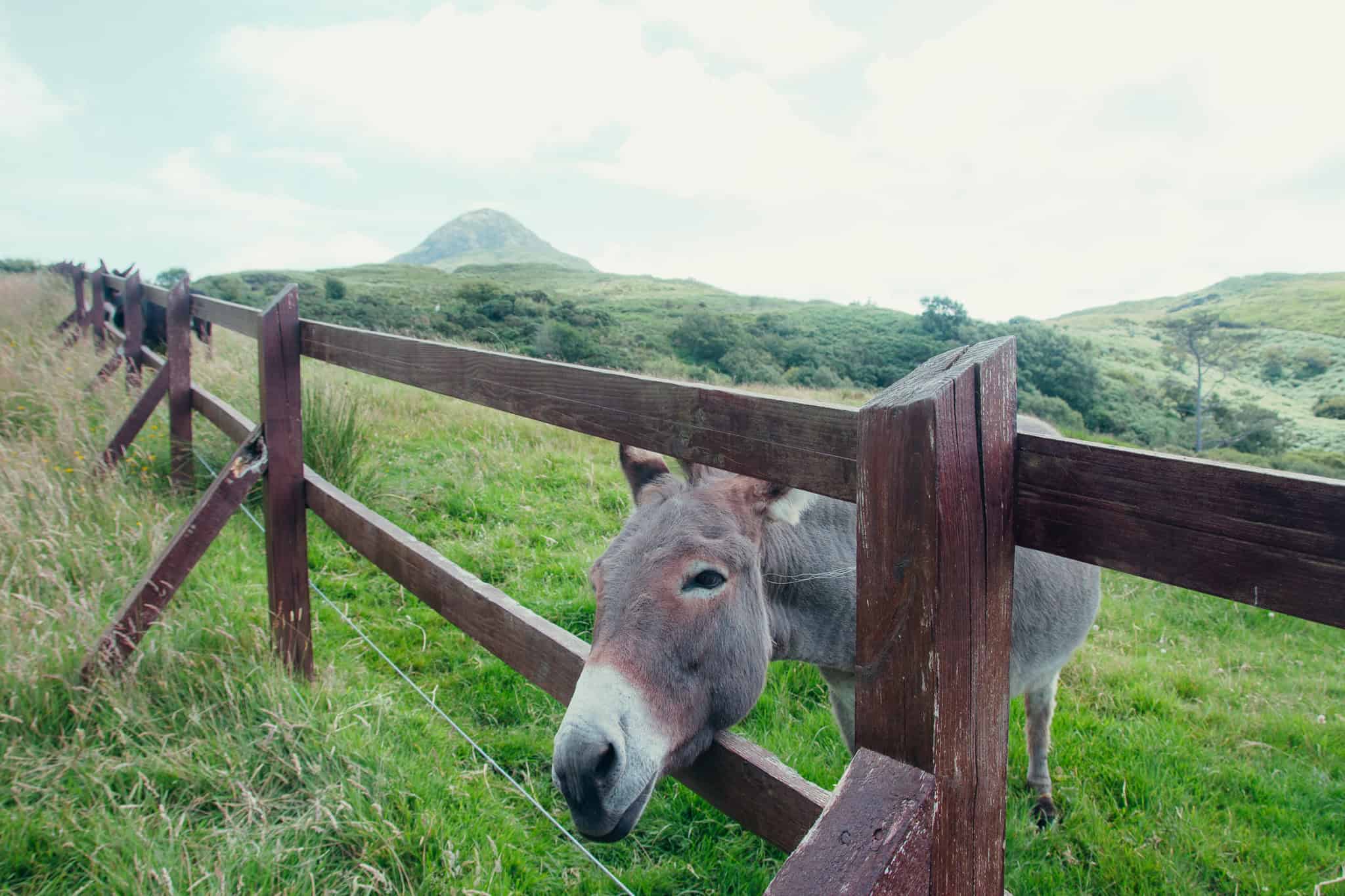 A donkey leaning over a wooden fence in Connemara National Park, with green hills in the background.