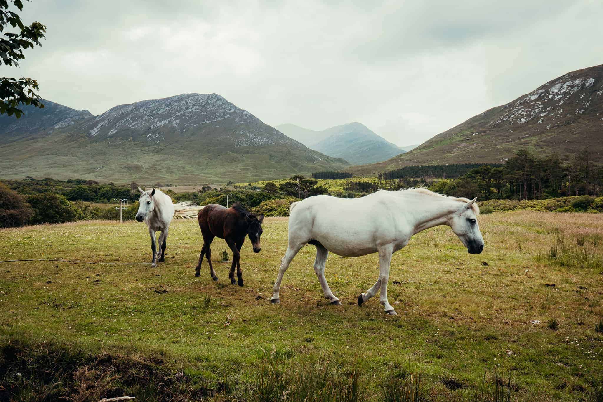 Three horses, one black and two white, grazing in a field with rolling hills and mountains in the background.