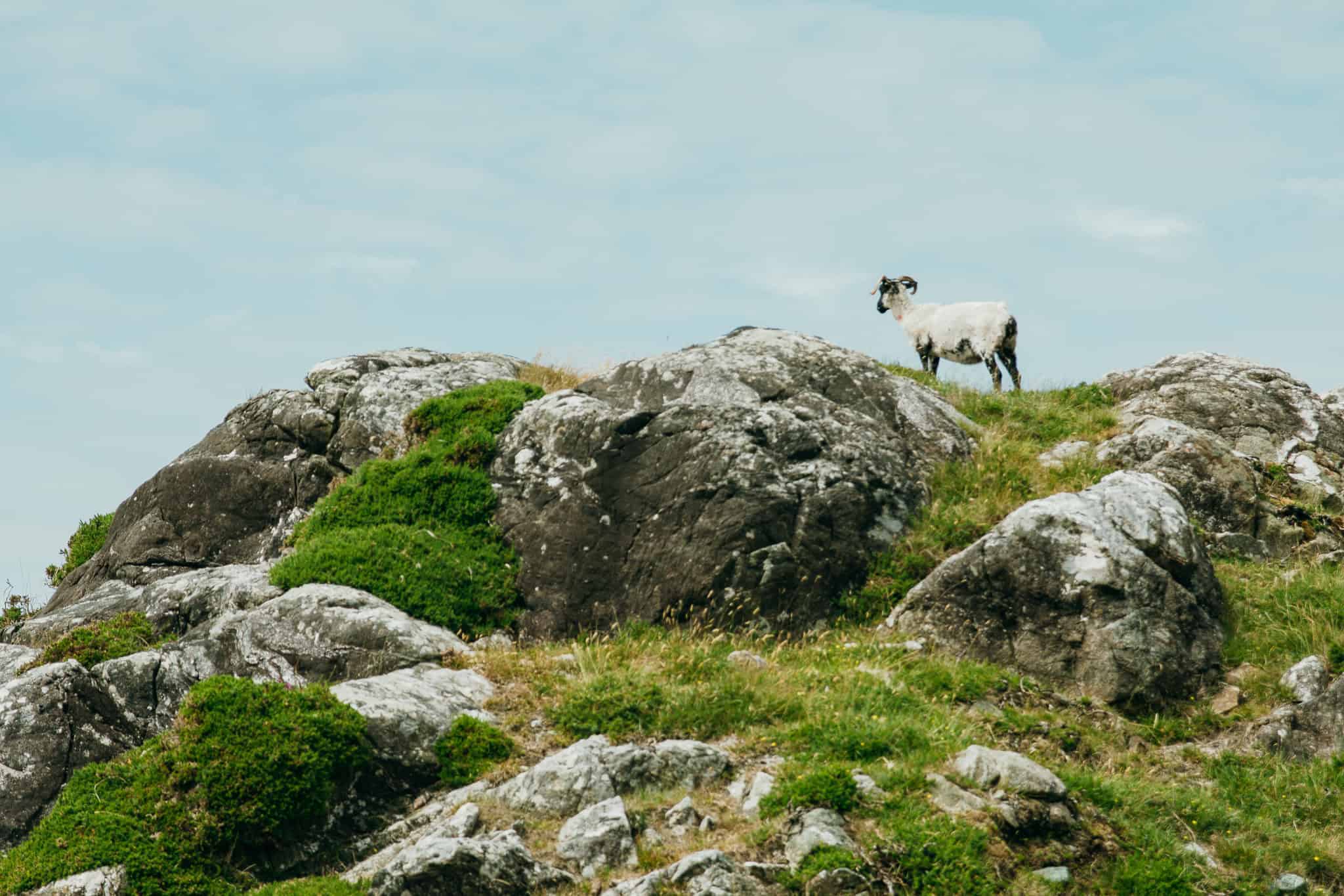 A single sheep stands atop a rocky hill covered in green grass, looking into the distance under a cloudy sky.