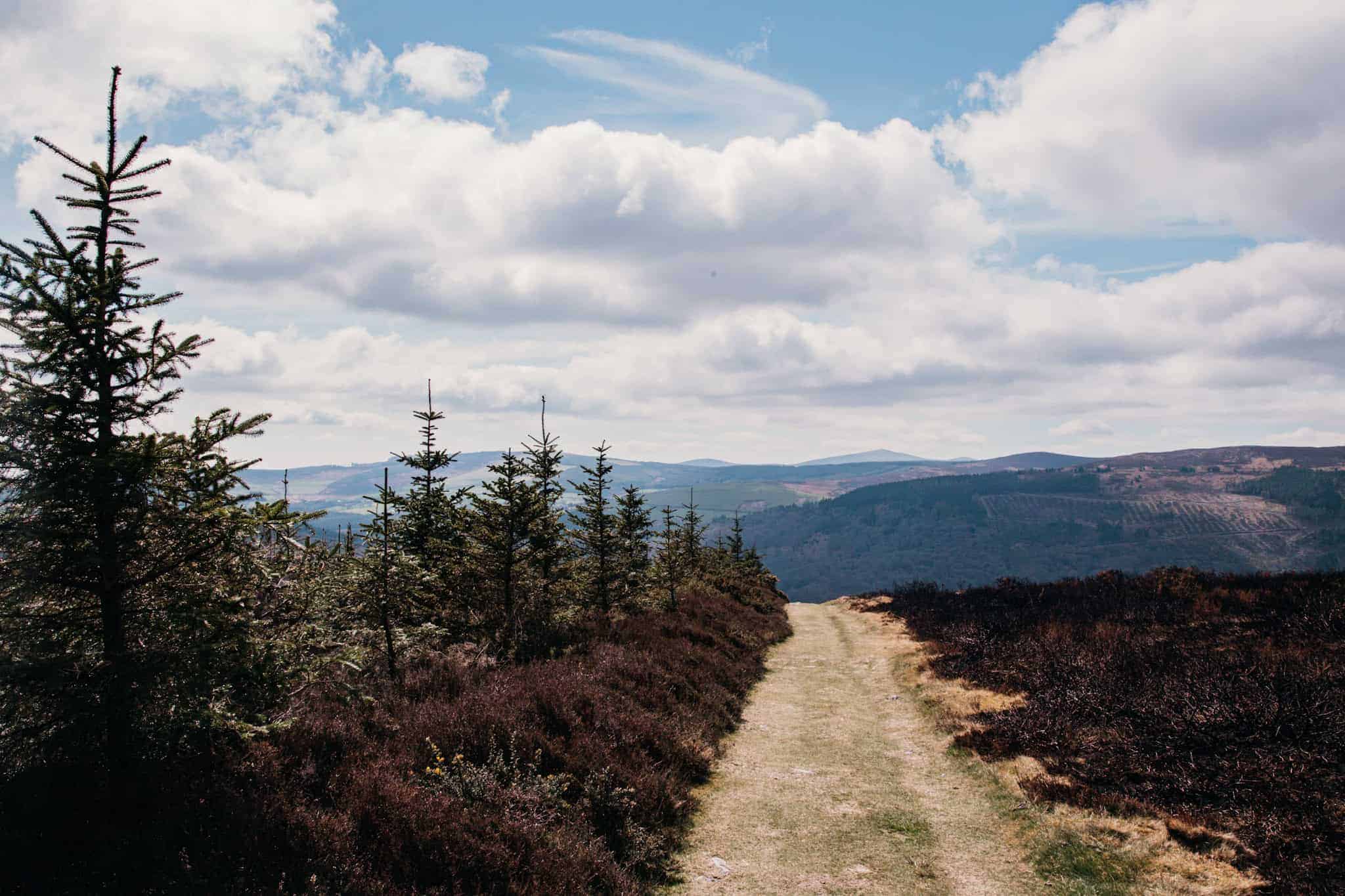 A path lined with pine trees leading toward distant mountains, under a partly cloudy sky, with wild grass and shrubs framing the trail.