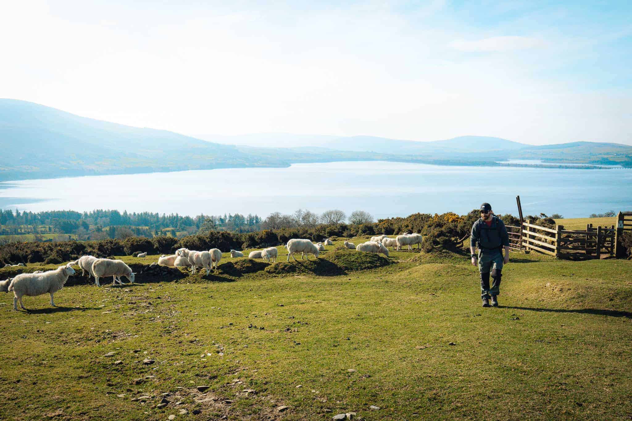 A hiker walks across a grassy hillside dotted with white sheep grazing in the sunlight. A wooden fence and gate separate the farmland from the rolling landscape, with Blessington Lake stretching out in the background. The scene is framed by distant mountains under a bright blue sky.