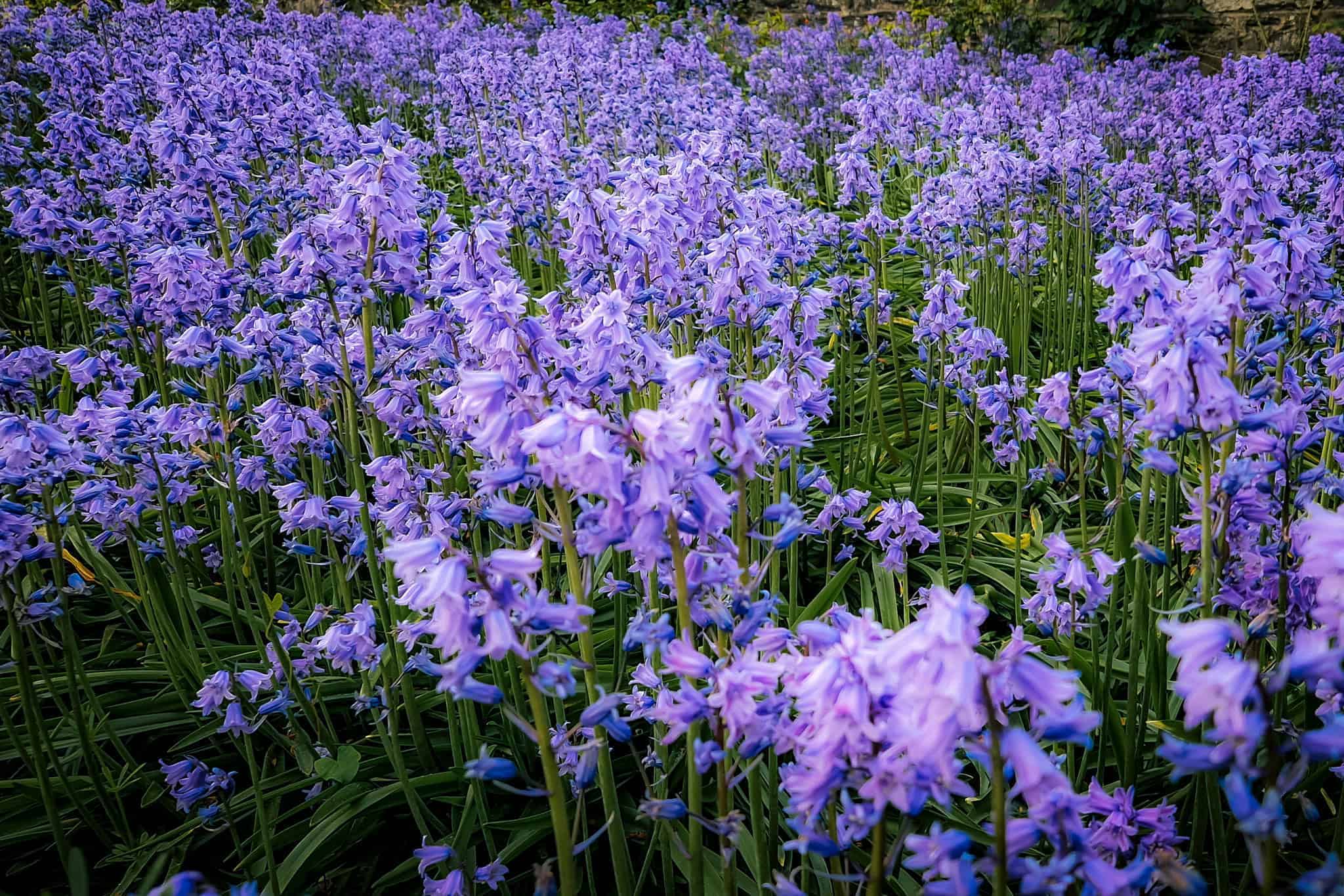 A bed of bluebells