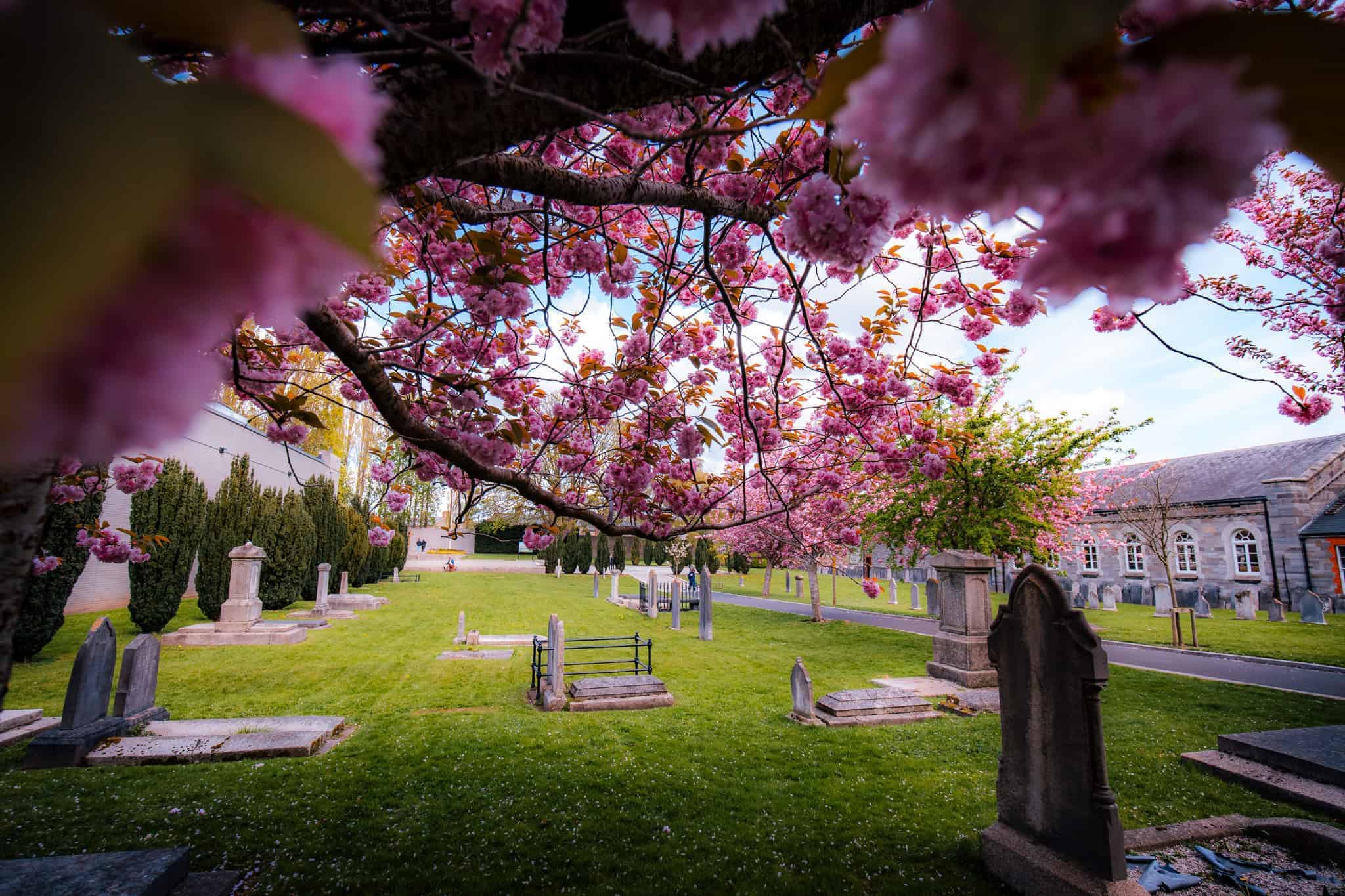 Branches covered in bright pink Dublin cherry blossoms arch over an old graveyard with stone headstones and a path running through green grass. Spring flowers contrast with the historic setting and highlight the beauty of Dublin cherry blossoms in bloom.