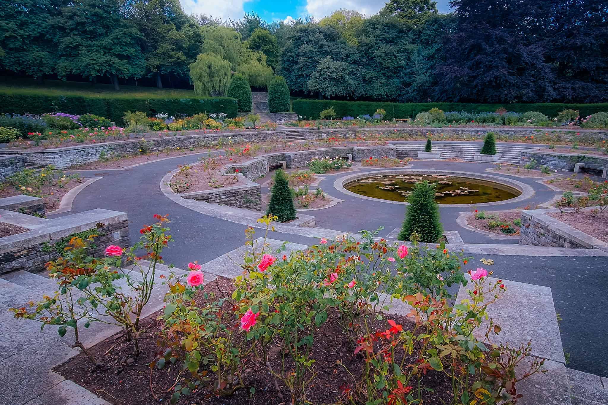 Photo of a rose garden