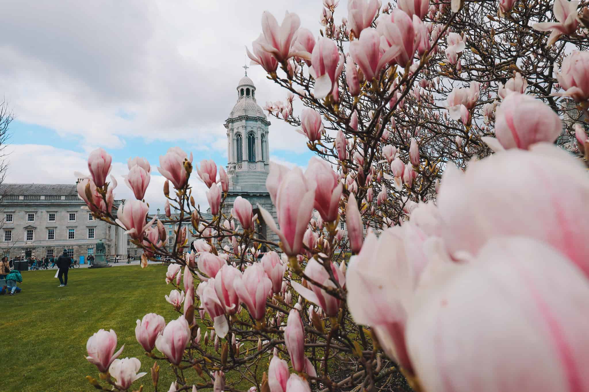 ink magnolia blossoms fill the foreground with the historic bell tower of Trinity College Dublin rising in the background on a cloudy spring day. The flowers frame the university lawn and capture the atmosphere of Dublin spring blossoms in the city center.
