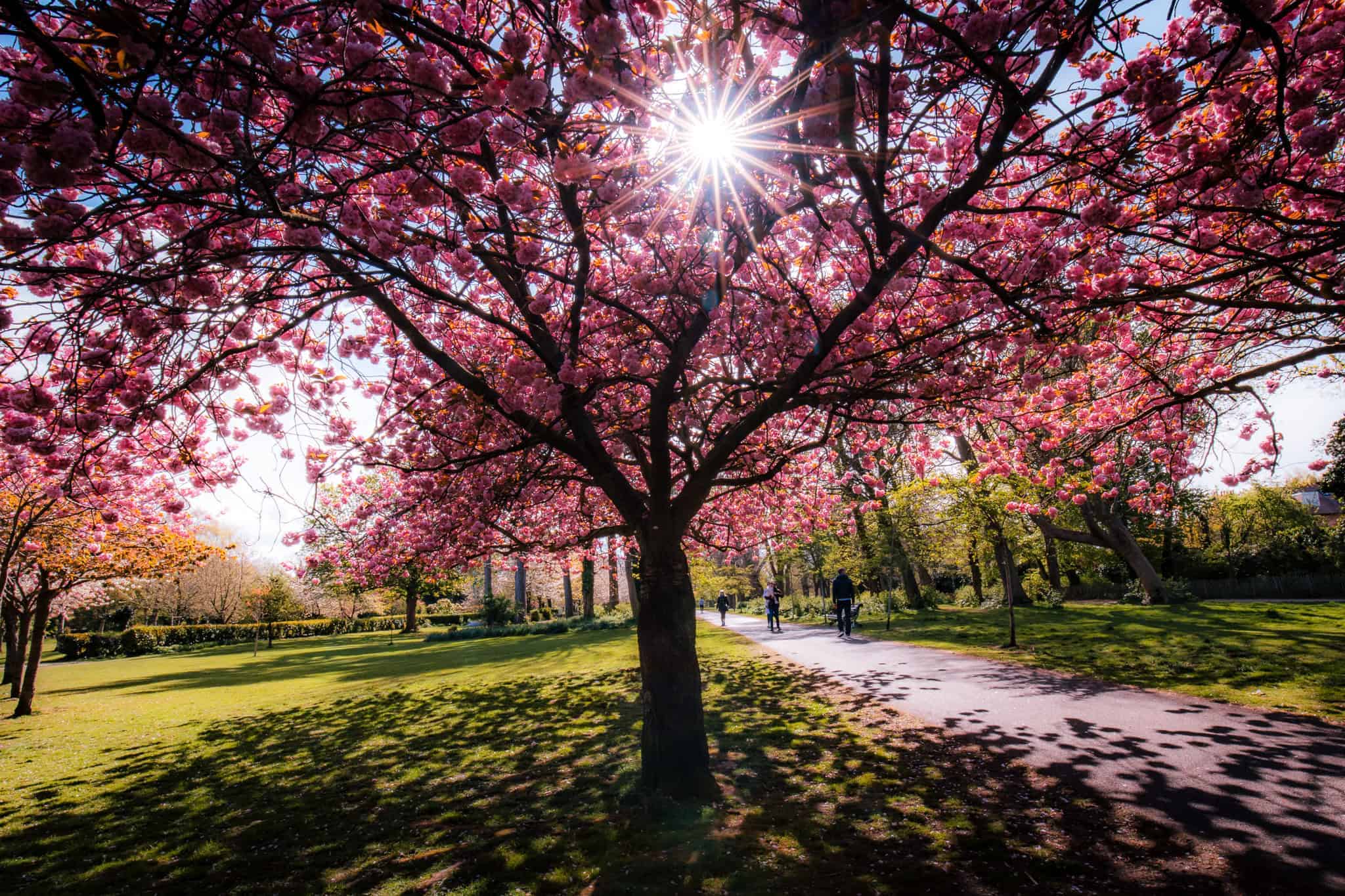 Sunlight bursts through a large cherry blossom tree covered in vivid pink flowers beside a park path where people walk and cycle. The glowing canopy of blossoms captures the warmth of Dublin spring blossoms in a peaceful city park.