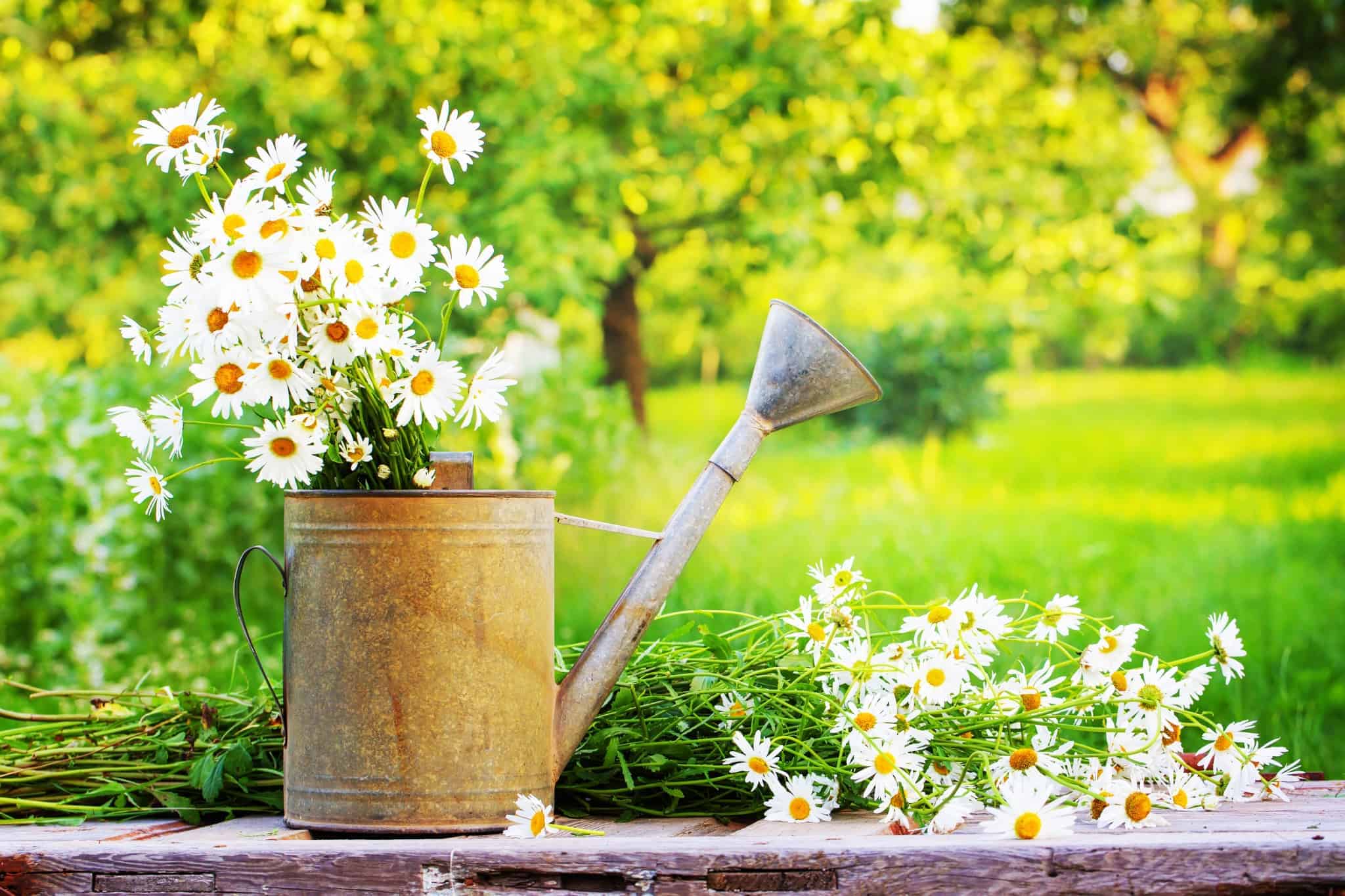 A watering can on a shelf with daisies growing out of it