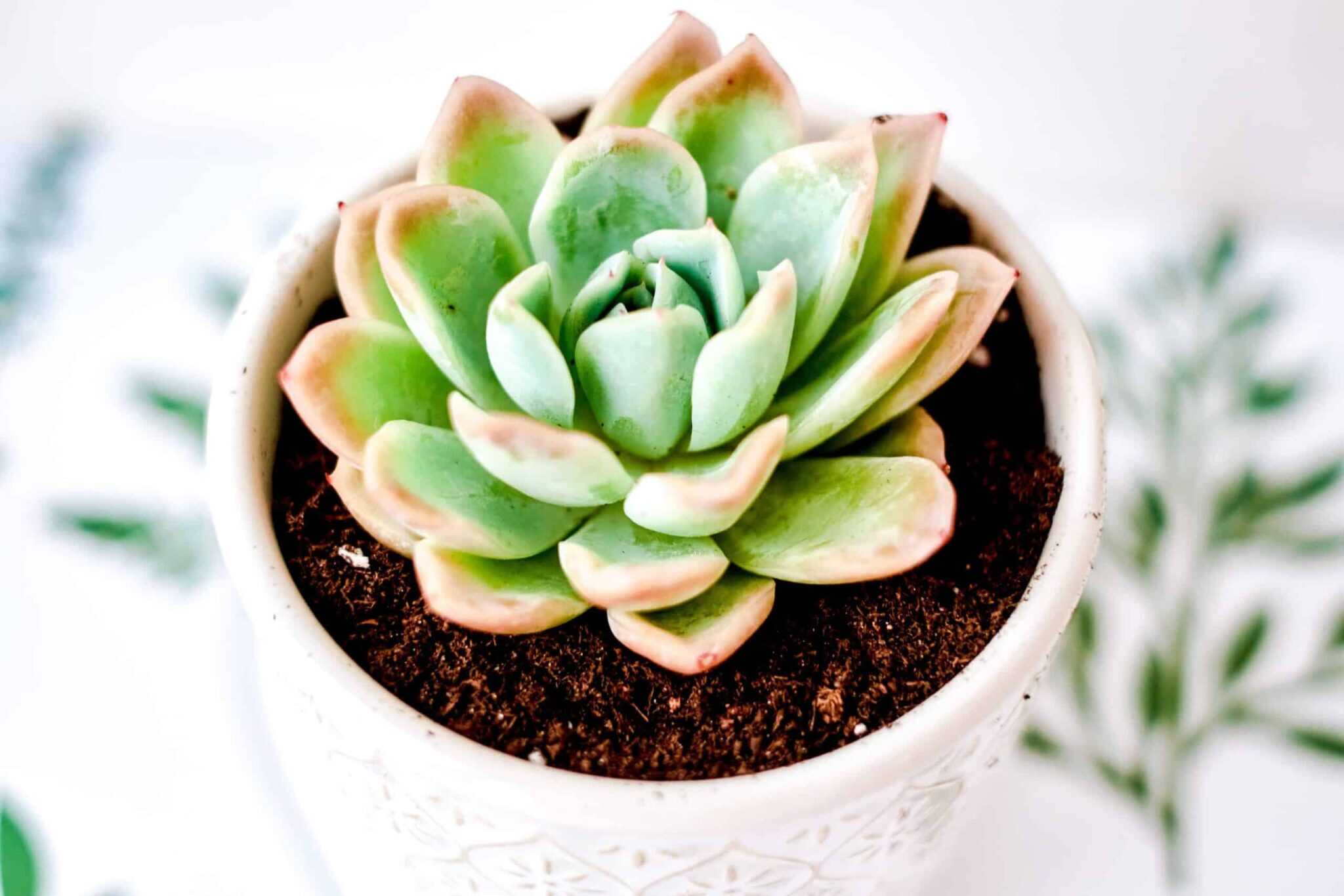 close up of a succulent