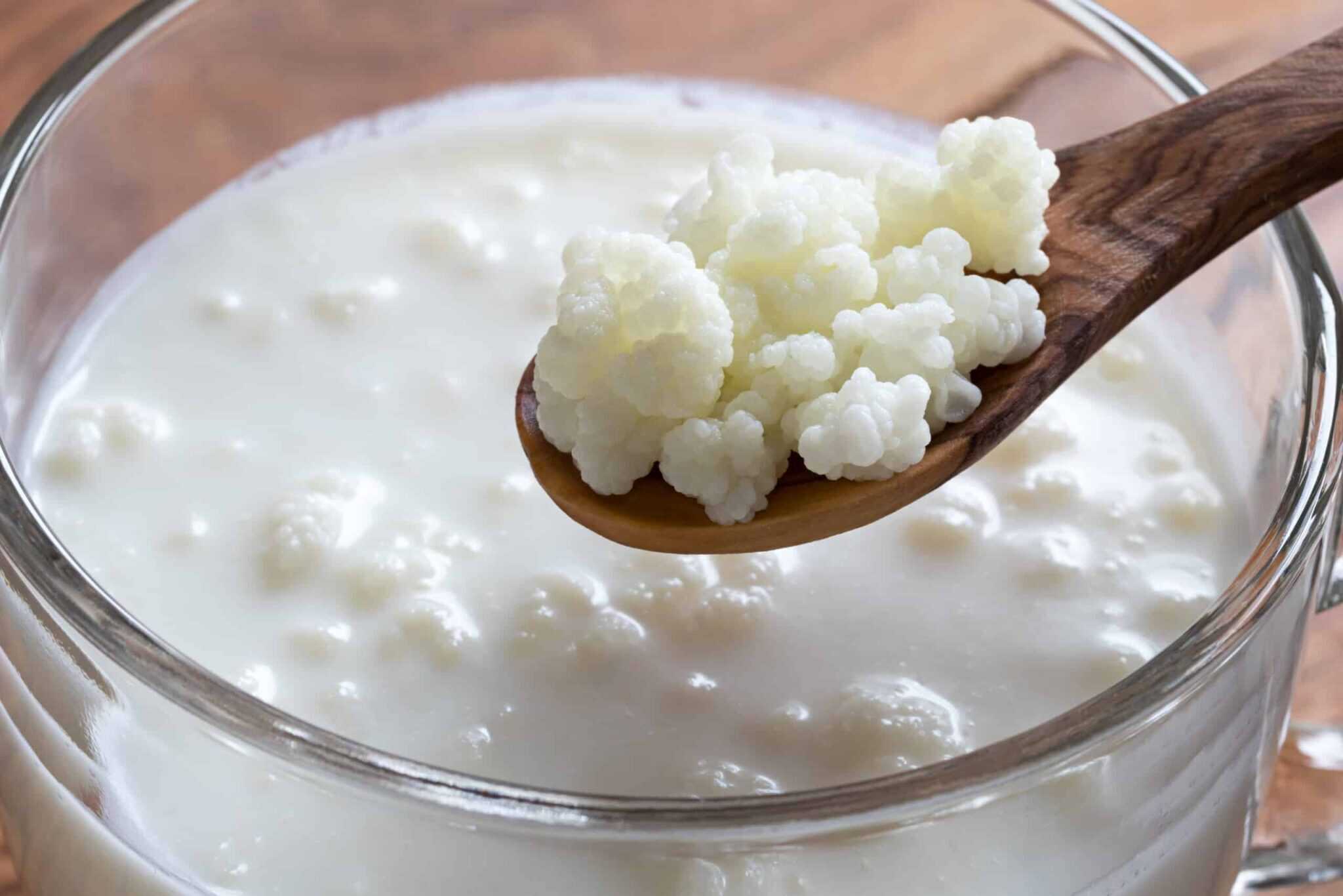 Kefir grains on a wooden spoon above a jar of homemade milk kefir