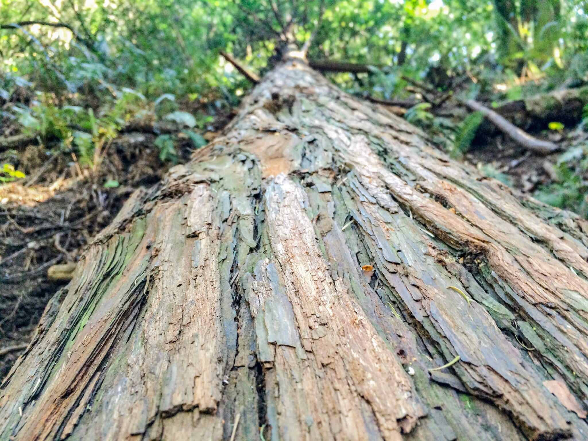 Red Woods im Muir Woods National Monument