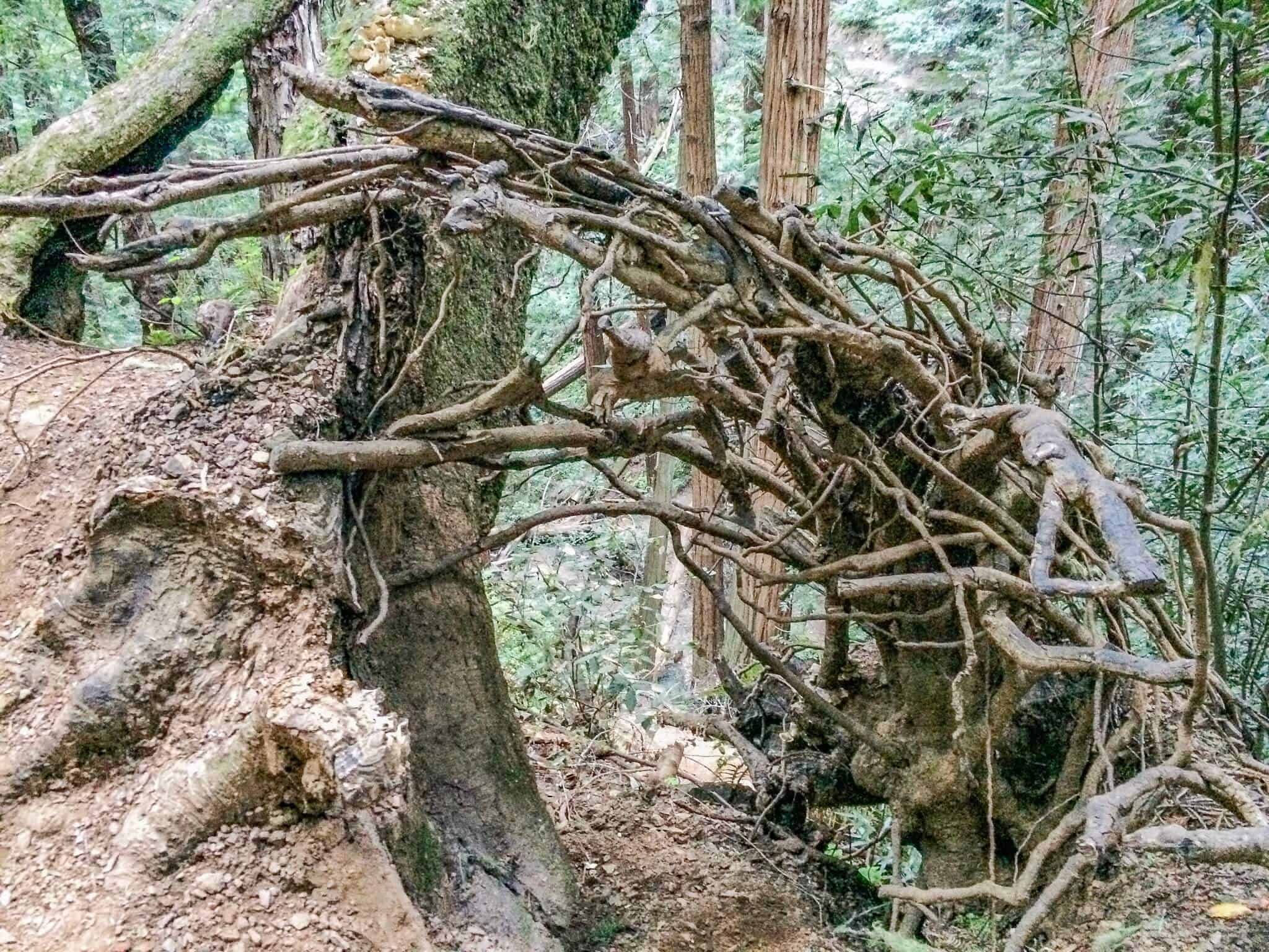 Red Woods im Muir Woods National Monument