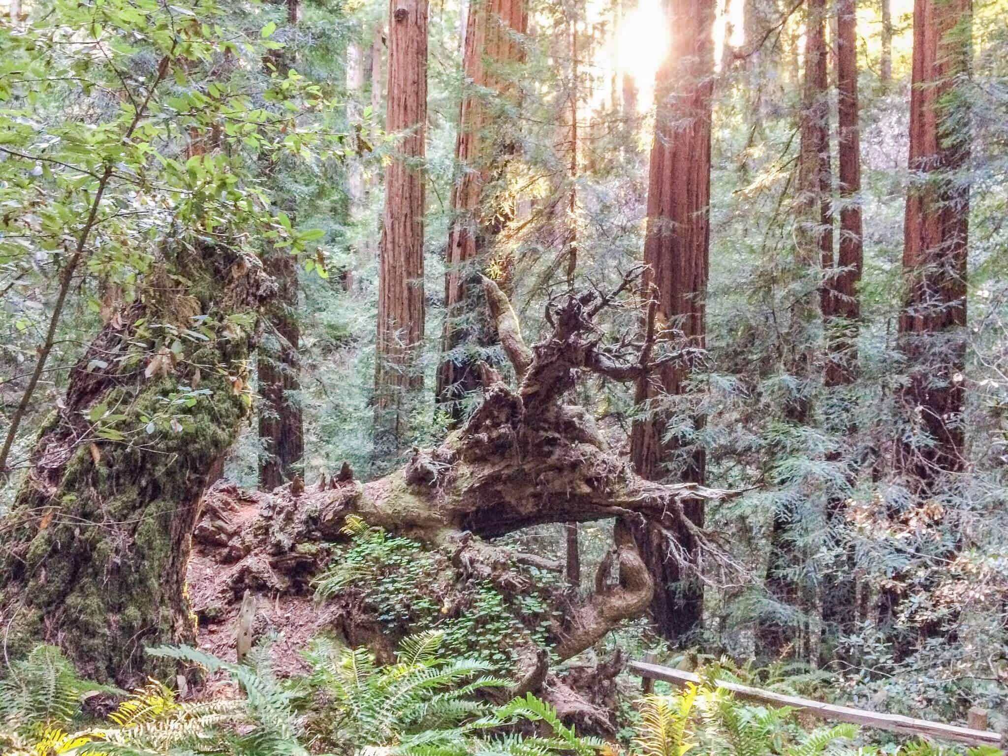 Red Woods im Muir Woods National Monument