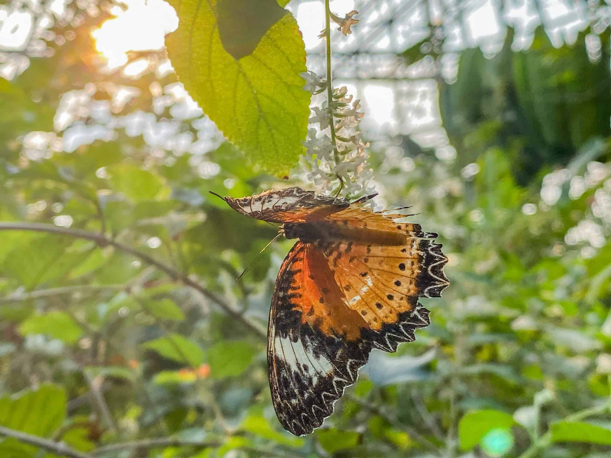 Butterfly Garden Wachirabenchathat Park 