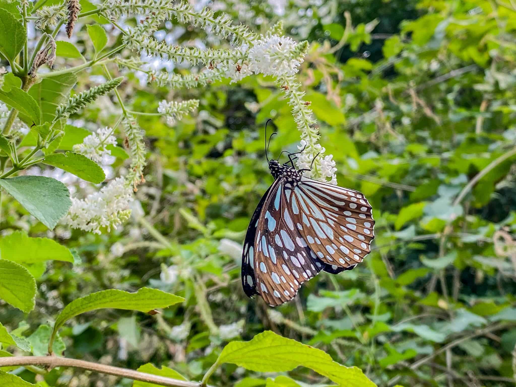 Butterfly Garden Wachirabenchathat Park 