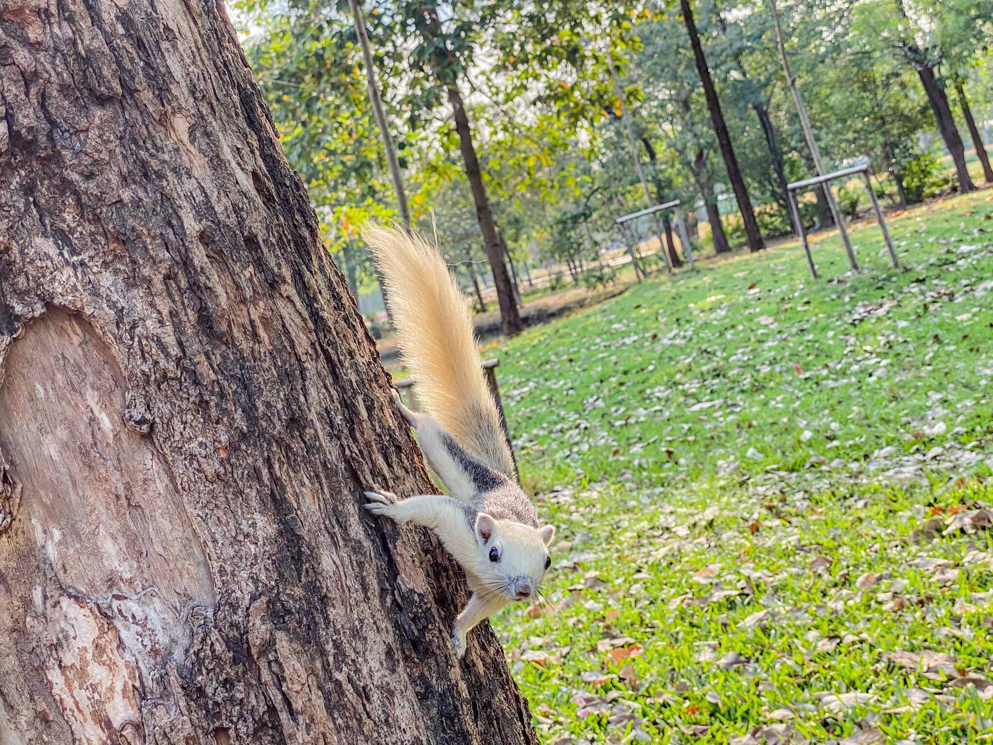 Wachirabenchathat Park 