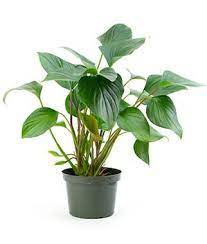 A healthy green houseplant in a black pot.