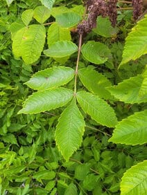 Close-up of Michaux's Sumac (Rhus michauxii) compound leaf showing five serrated leaflets radiating from a central stem, with dried seed cluster visible above — key identification feature documented during EDGE Engineering federally endangered plant species habitat assessments.
