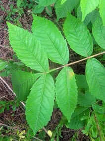 Michaux's Sumac (Rhus michauxii) pinnately compound leaves with broad, distinctly toothed leaflets photographed at ground level in natural habitat — federally endangered shrub species identified during EDGE Engineering botanical surveys required for Endangered Species Act project compliance.