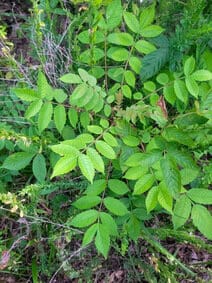 Michaux's Sumac (Rhus michauxii) shrub displaying its characteristic compound leaves with serrated leaflets growing in a natural woodland edge habitat — federally endangered plant species requiring qualified botanist surveys by EDGE Engineering for construction and development projects within its range.