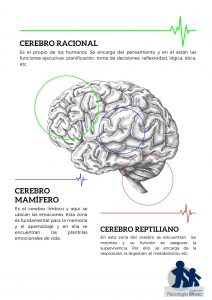 Cerebro triuno