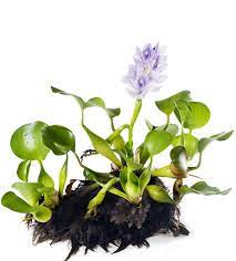 Green aquatic plant with purple flowers and roots.