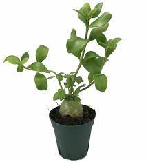 Small green plant in a black pot with thick stems and rounded leaves.
