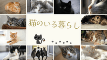 猫のいる暮らしのカテゴリー画像