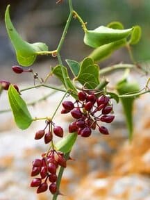 Japanische Teichpflanze
sarsaparilla (umgangssprachliche Pflanze)
weiße Pfingstrose
Hakorose ausgesandt (Teufelskralle, Teufelskralle)
Ashwagandha
Indische Brennnessel