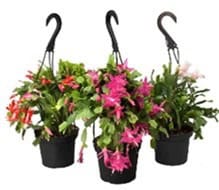 Three hanging pots with vibrant pink and green flowering plants.