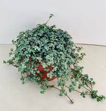 A trailing ivy plant in a red pot on a white surface.