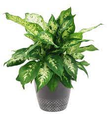 A healthy potted Dieffenbachia plant with variegated green and white leaves.