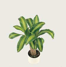 A green potted plant with broad leaves in a white pot.