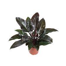 A potted plant with dark green, glossy leaves.
