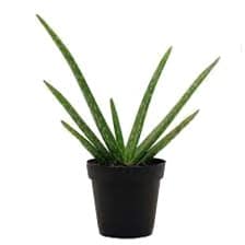 A small aloe vera plant in a black pot.