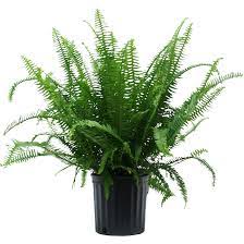Kimberly fern with feathery arching fronds