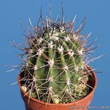 A small potted cactus with long spines under clear blue sky.