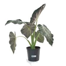 Alocasia plant with large, dark green leaves in a black pot.