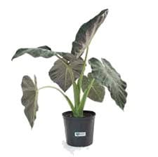 Alocasia plant with large dark green leaves in a black pot.