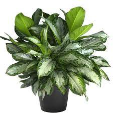 A lush green and white variegated houseplant in a black pot.