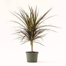 A green potted plant with long, slender leaves.