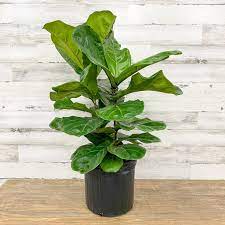 Healthy fiddle leaf fig plant in a black pot against white wooden backdrop.