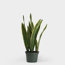 A potted snake plant with tall, upright green leaves.