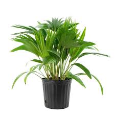 A green potted palm plant with long leaves in a black pot.